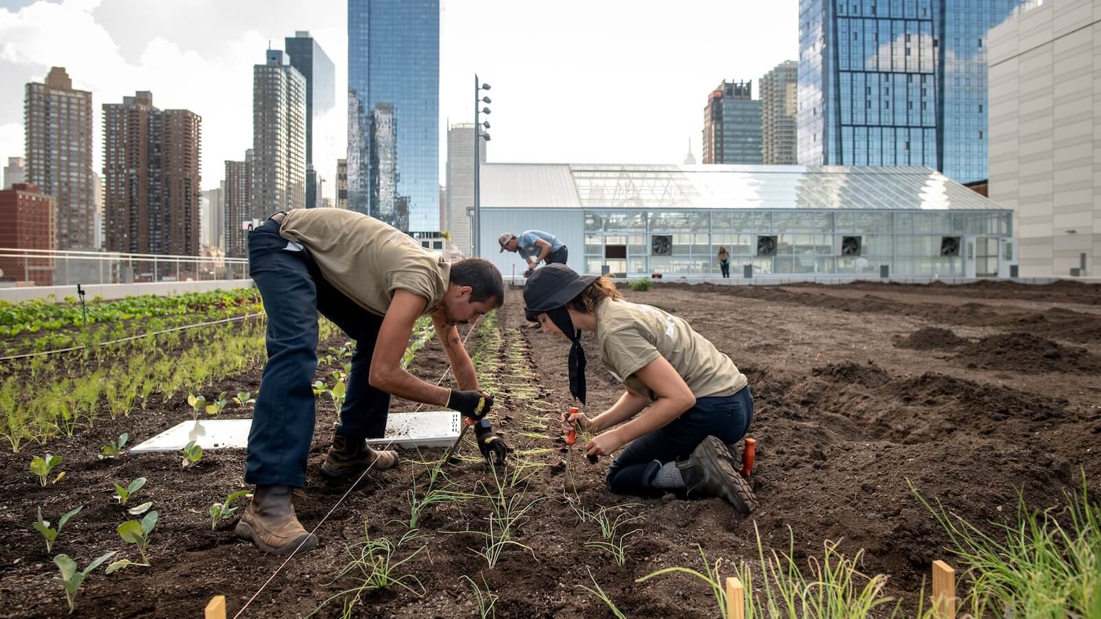 gardeners on a rooftop garden
